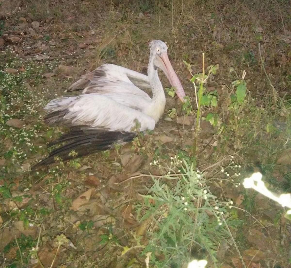 The pelican that has fallen from a tree at Kokkarebellu, near Bharthinagar, in Mandya district.