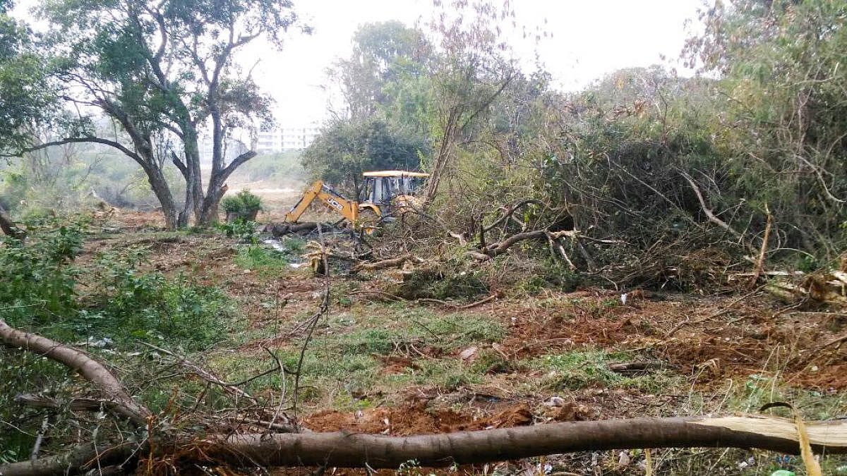 Go with Dh story by Madhuri...ALERT Illegal felling of trees around Pattandur Agrahara Lake, Kadugodi to construct illegal road, to facilitate encroachers of Govt Land. Dh Photo