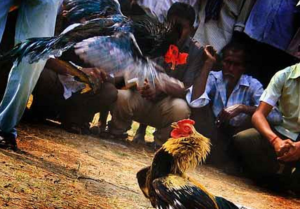 The apex court, while allowing cockfights in a traditional way without tying knives to the legs of roosters and betting, directed the police not to venture into the arenas or arrest farmers. DH file photo