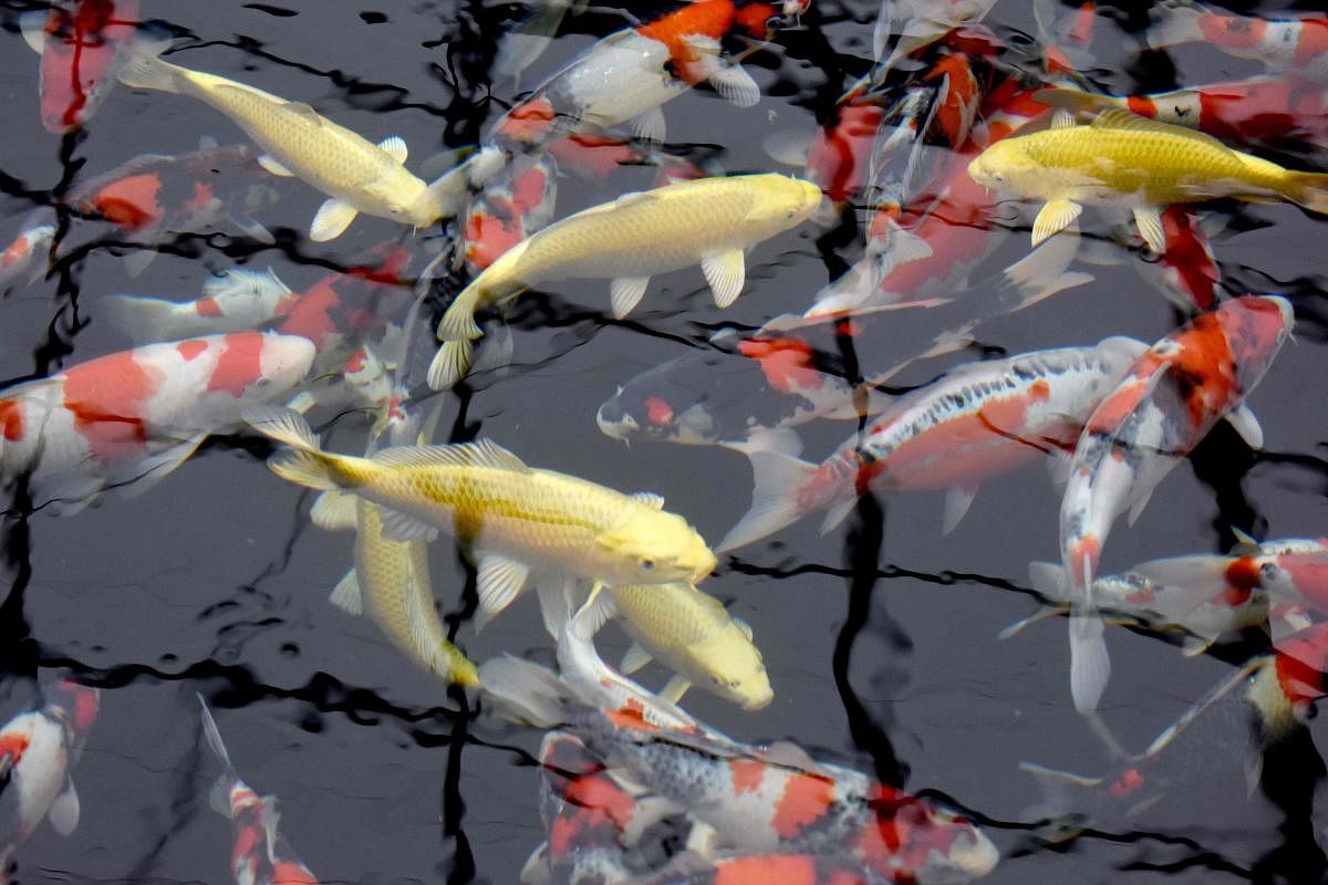 This photo taken on November 30, 2017 shows nishikigoi koi carp being bred for future contests at the Kurihara Fish Farm in Kazo, Saitama prefecture. Hand-reared for their colour and beauty, koi carp have become an iconic symbol of Japan that can sell for hundreds of thousands of dollars and even participate in fishy beauty contests. / AFP PHOTO / Toru YAMANAKA