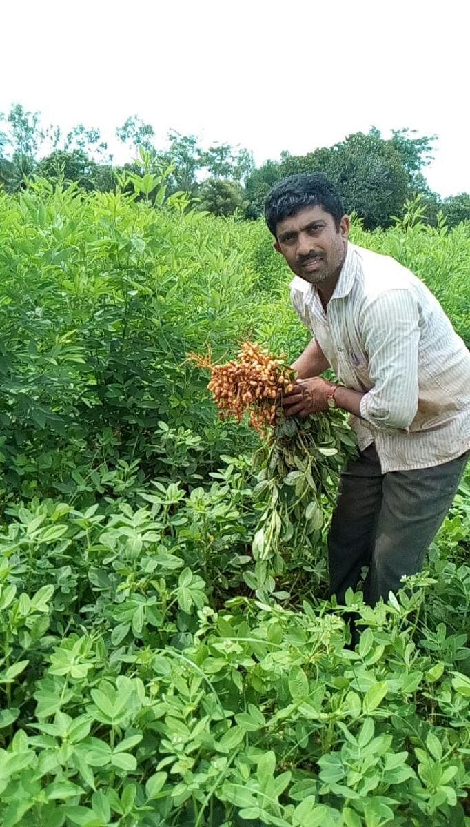 M R Shashi in his farm in Channapatna taluk.
