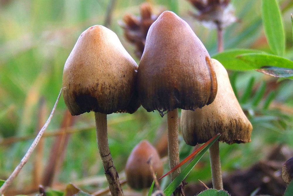 Shrooms may be the alternative to traditional antidepressants, which can dull the brain's ability to process positive emotions.