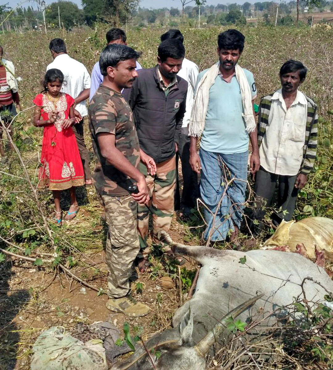 Forest department personnel inspect Kallahatti village in HD Kote taluk, where a cow was killed due to a tiger attack on Tuesday.