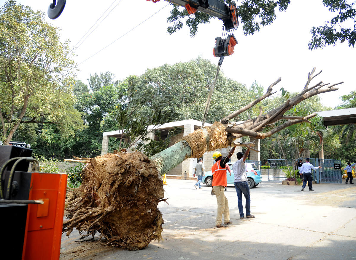 Many trees were taken for tree transplantation by shifting from the original place on Bhannesrghatta main road to IINB campus by the BMRCL for the metro work in Bengaluru on Tuesday. Photo Srikanta Sharma R.
