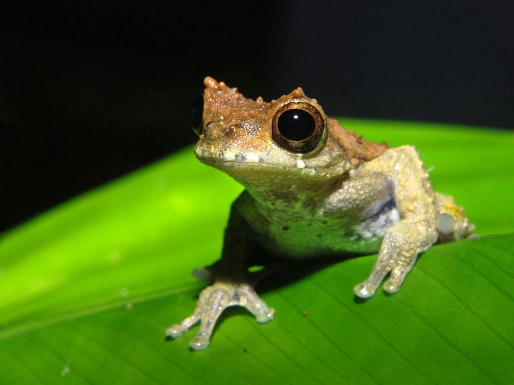 Researchers also discovered a species named kamagarini, which means 'demon' or 'devil' in Matsigenka - a language spoken in southeastern Peru. Image Courtesy: Twitter