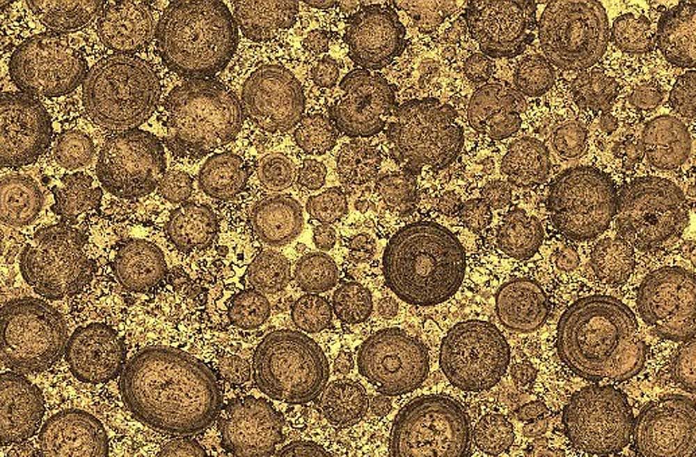 Oolitic limestones of many variations can be found all over the world