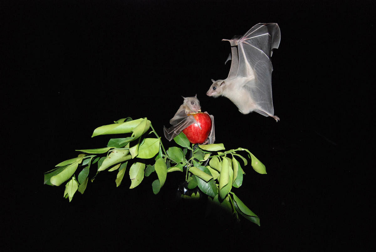 Egyptian fruit bats. PHOTO CREDIT: Yossi Yovel/Weizmann Institute of Science
