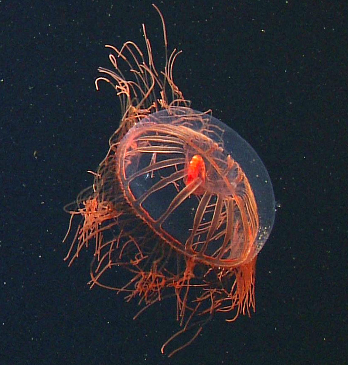 A medusa jelly (in pic) that has eaten a red mysid shrimp. Because many deep-sea animals have transparent bodies, researchers can sometimes identify prey even after they have been ingested. PHOTO CREDIT: MBARI via NYT