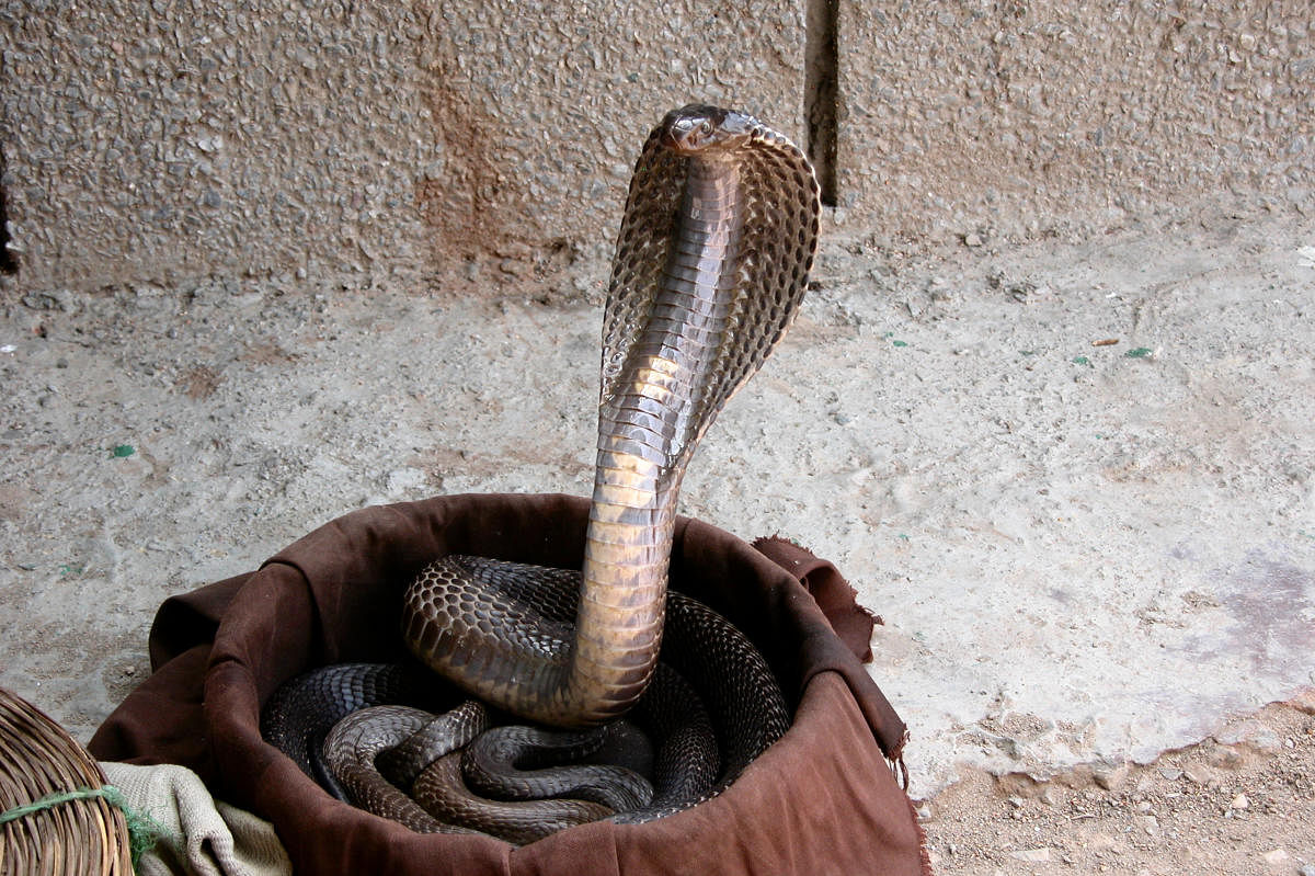 It is vital that steps are taken to curb the rampant poaching of snakes.