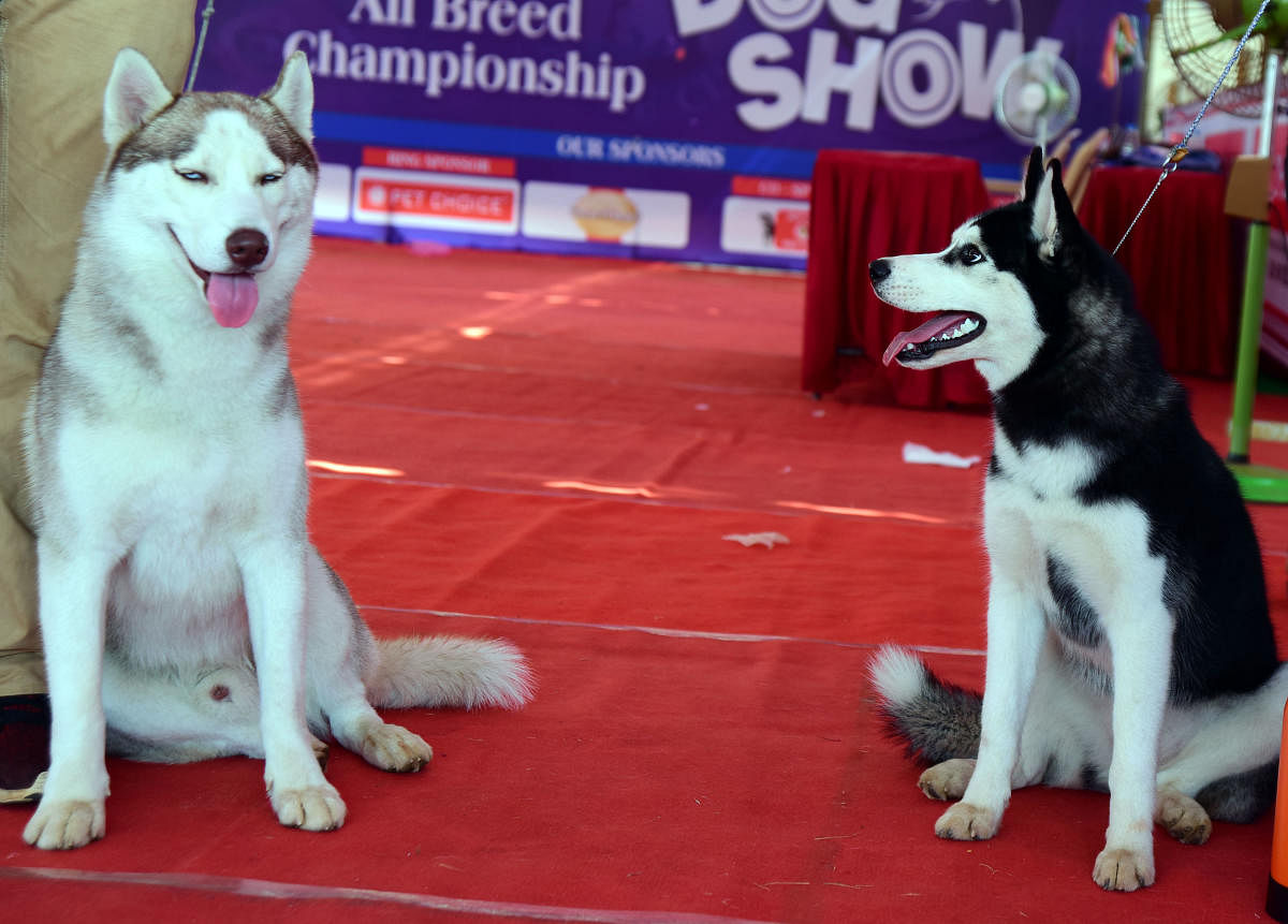 Different breeds of dogs at the dog show organised by the Karavali Canine Club at Nehru Maidan in Mangaluru on Sunday.