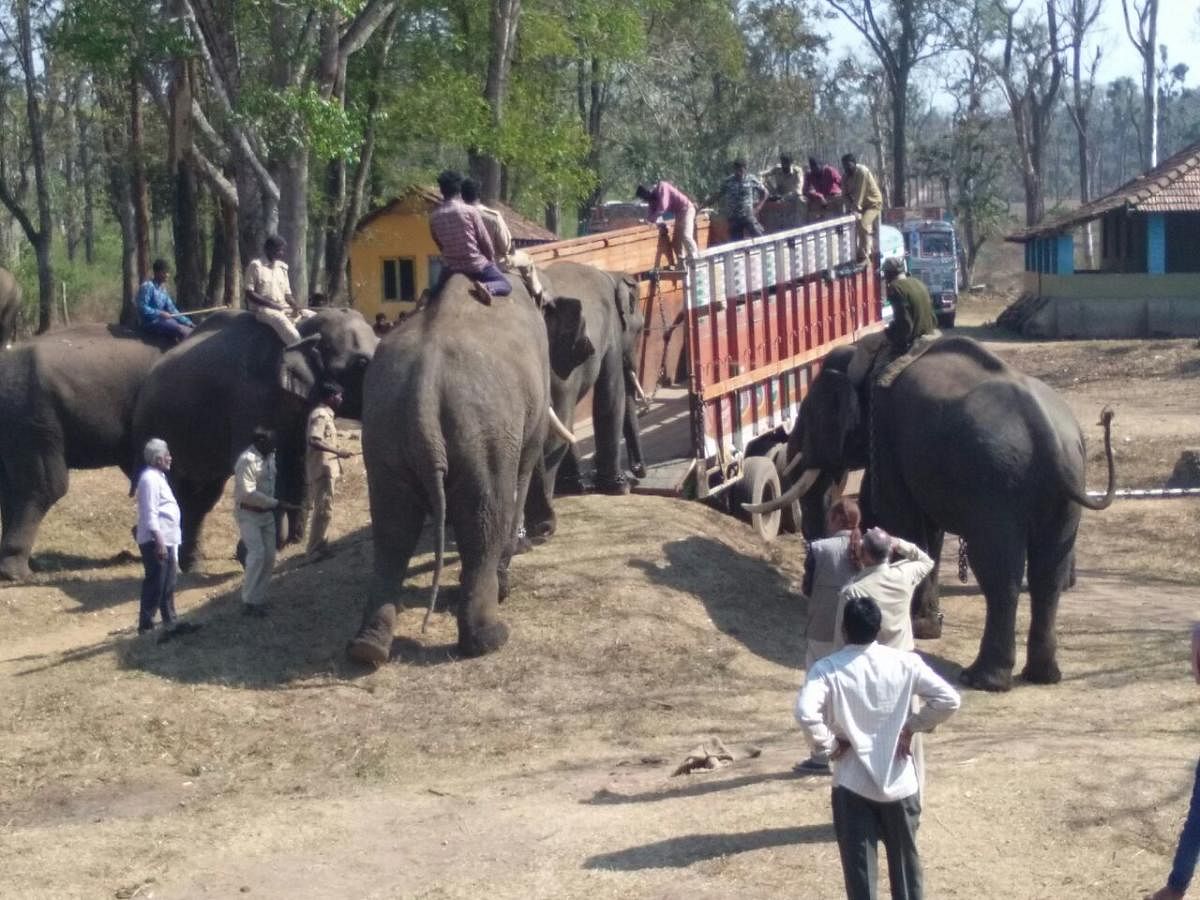 Elephants climb on to the trucks for their journey from Dubare camp to Chhattisgarh.