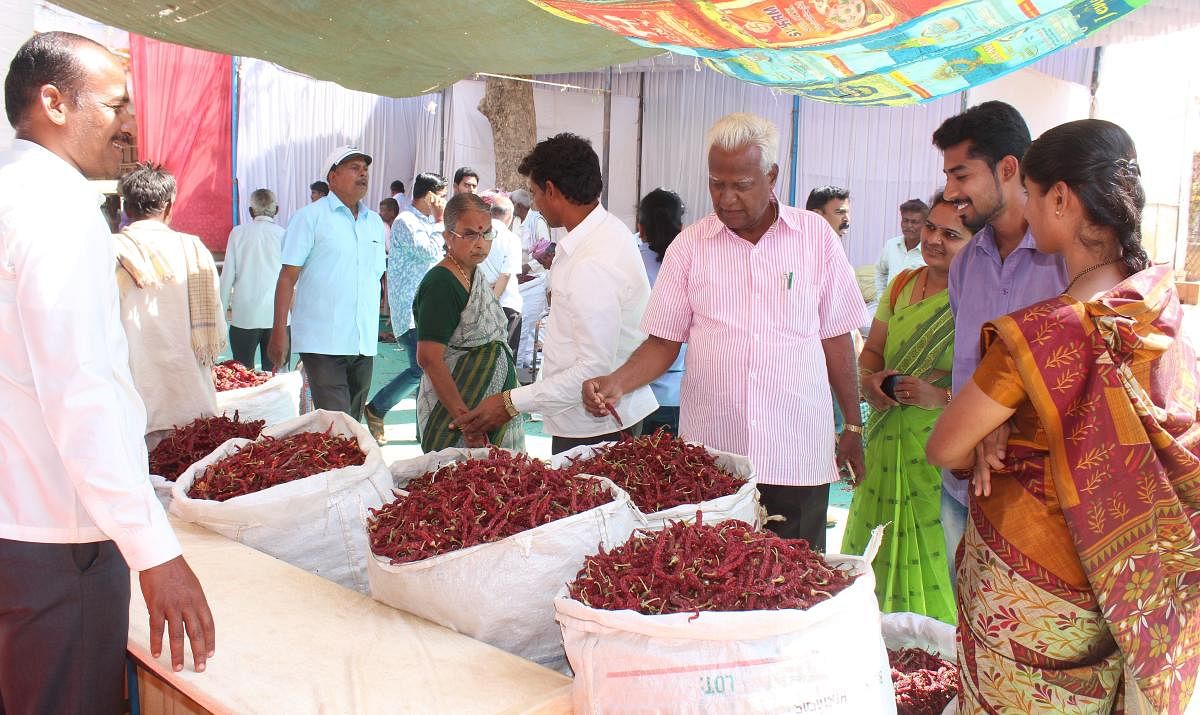 Visitors look at red chilli varieties at the Chilli Mela which concluded in Hubballi on Monday.