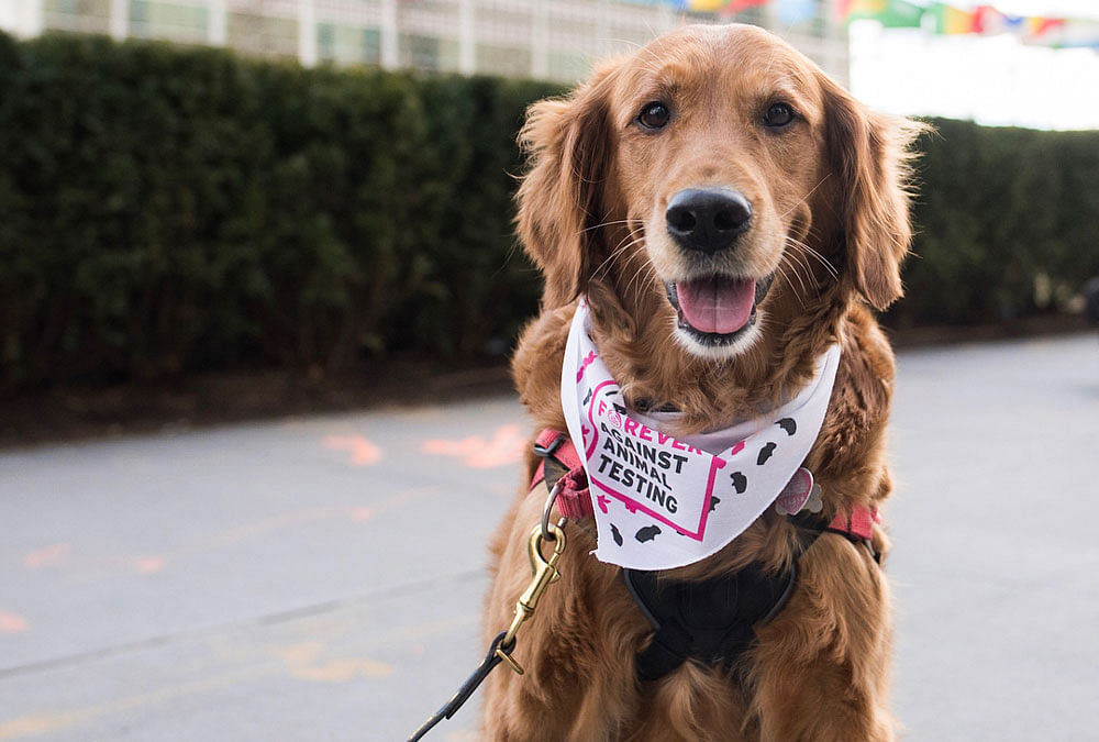 One of the dogs protesting animal testing in front of the UN HQ. Photo: instagram.