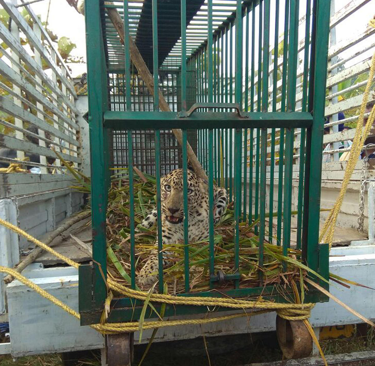 The leopard that fell into a trap at Yaraganahalli, Maddur taluk, Mandya district on Thursday.