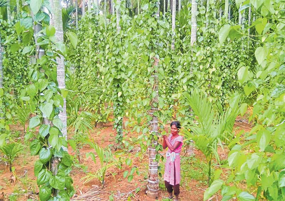 Several farmers in and around Tovinakere in Tumakuru district have successfully taken up sustainable farming practices. Photo by H J Padmaraju
