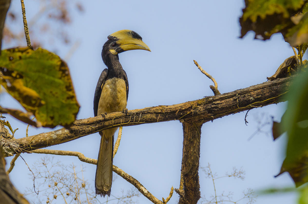 Hornbills are known as the 'farmers of forest' as they play a crucial role in dispersing hundreds of fruit tree species in the forests. Photo by Satish Hallikeri