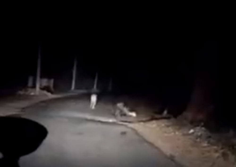 screenshot of the video showing a leopard and porcupine walking about on Golf Club road.