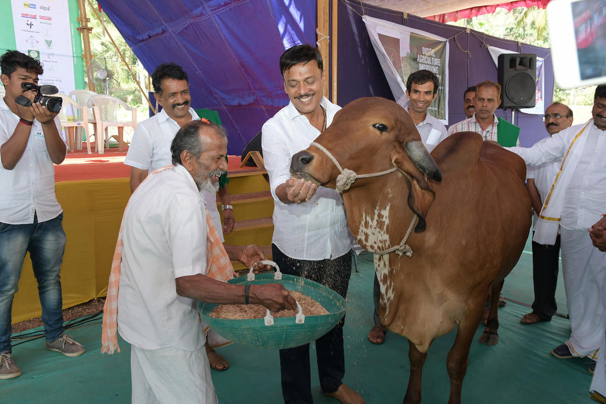 'Rice Man' R K Deva Rao holding fodder as U Rajesh Naik of Oddur Farms feeds a cattle to inaugurate the Krishi Sangama at Oddur Farms in Ganjimutt, on the outskirts of Mangaluru on Saturday.