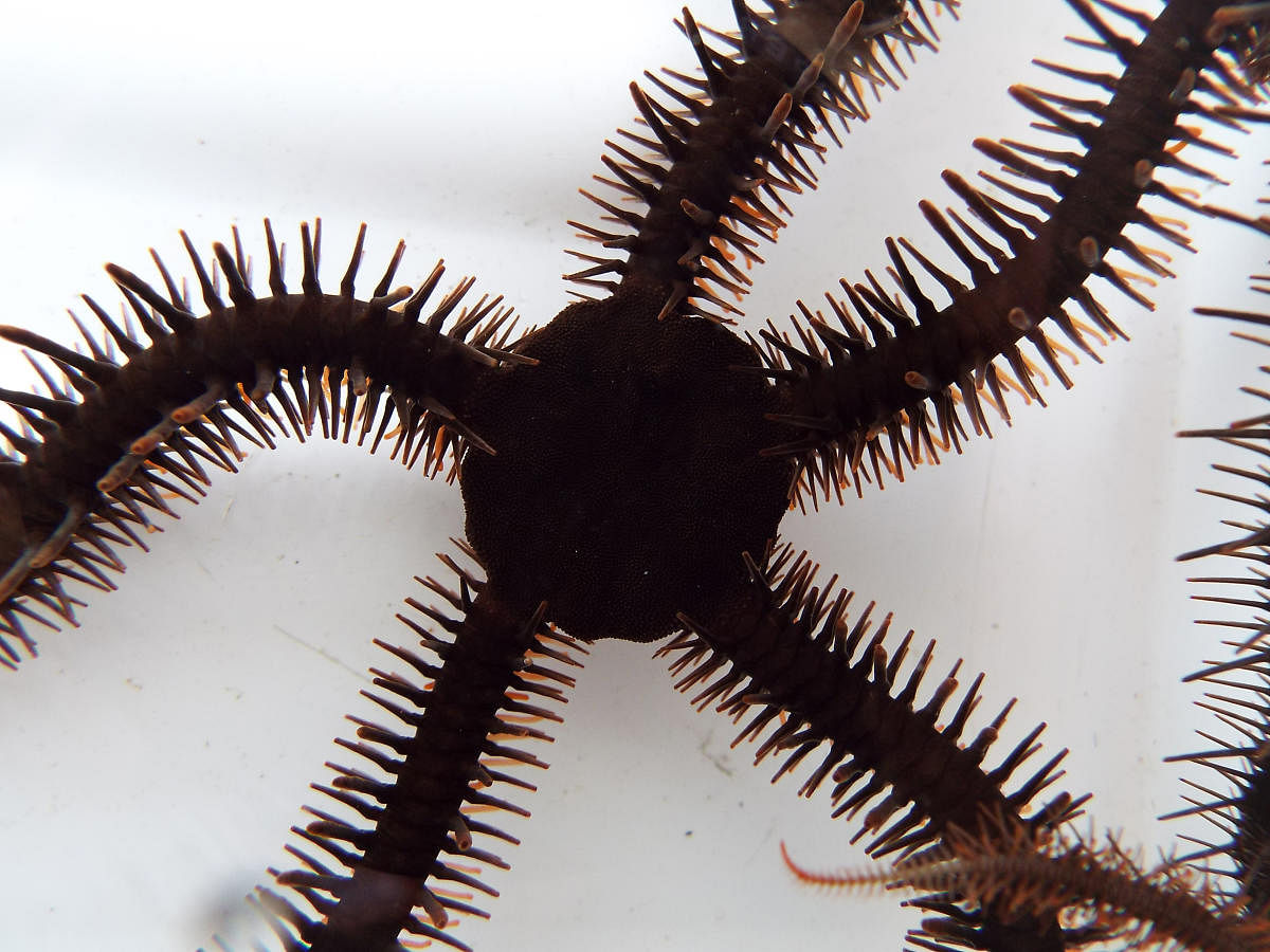 Brittlestar Ophiocoma wendtii joins a list of animals that can 'see' without using eyes.PHOTO CREDIT: LAUREN SUMNER-ROONEY