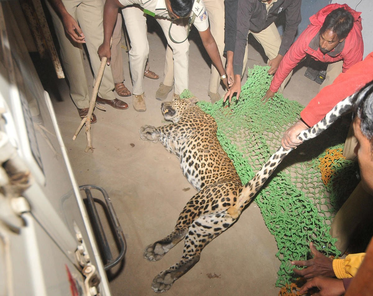 A leopard entered Banana Plantain, at Uttanhalli, Chamundi Hills Road, in Mysuru on Tuesday February 06, 2018. After few hours of continuous operation forest department officials successfully catched the leopard. - PHOTO / IRSHAD MAHAMMAD