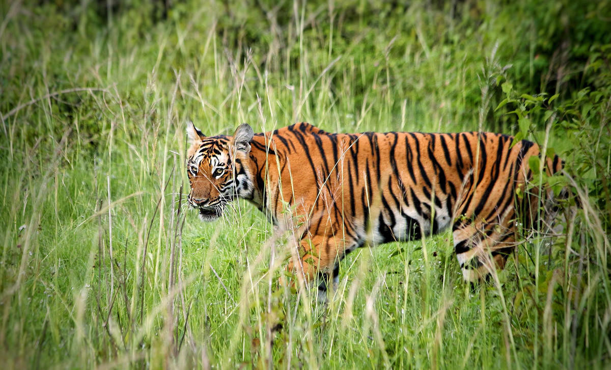 The tiger which follows safari vehicle on Ooty Main Road, in Bandipur National Park, in Gundlupet.