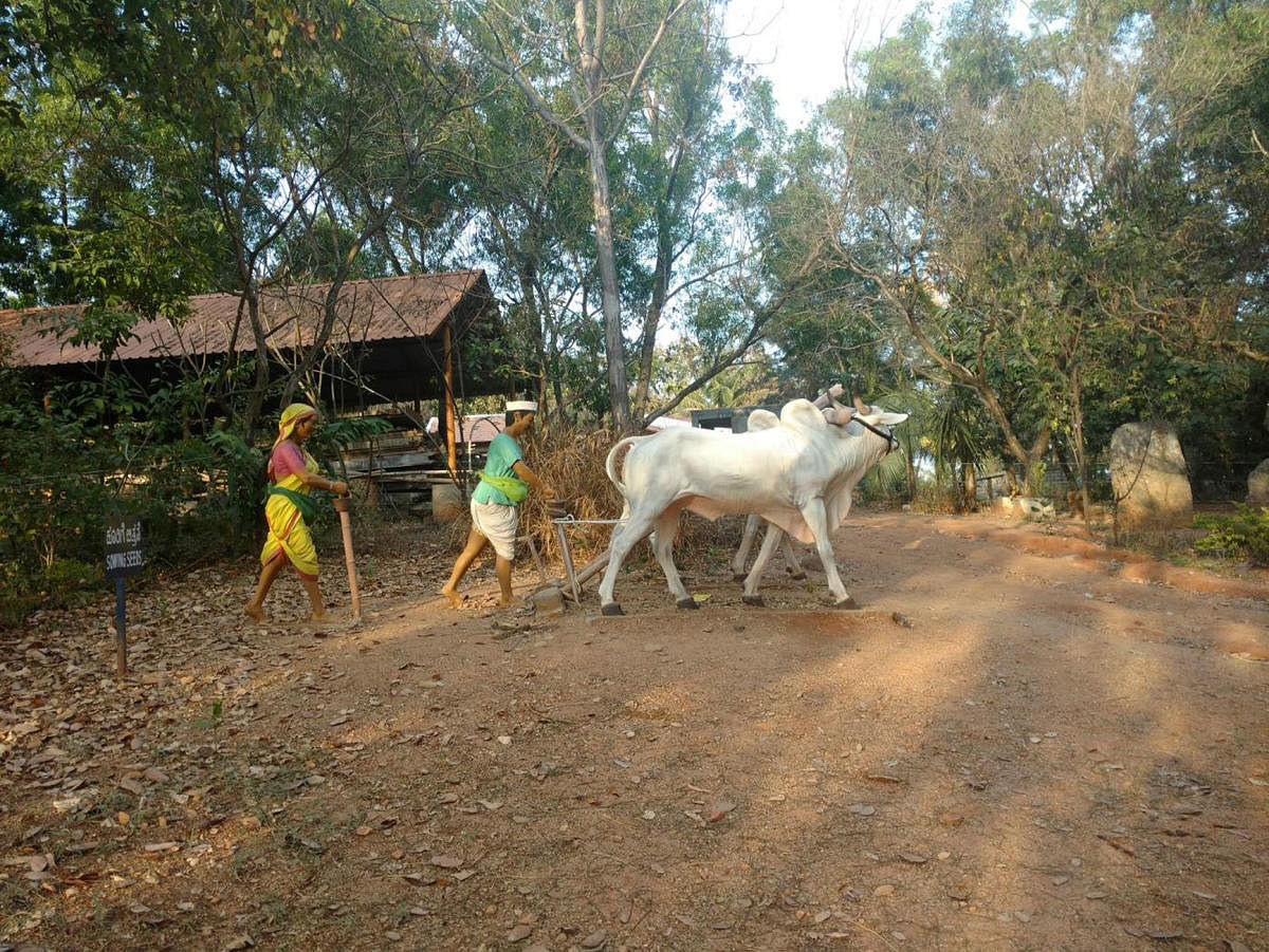 A model of oxen being used for tilling.