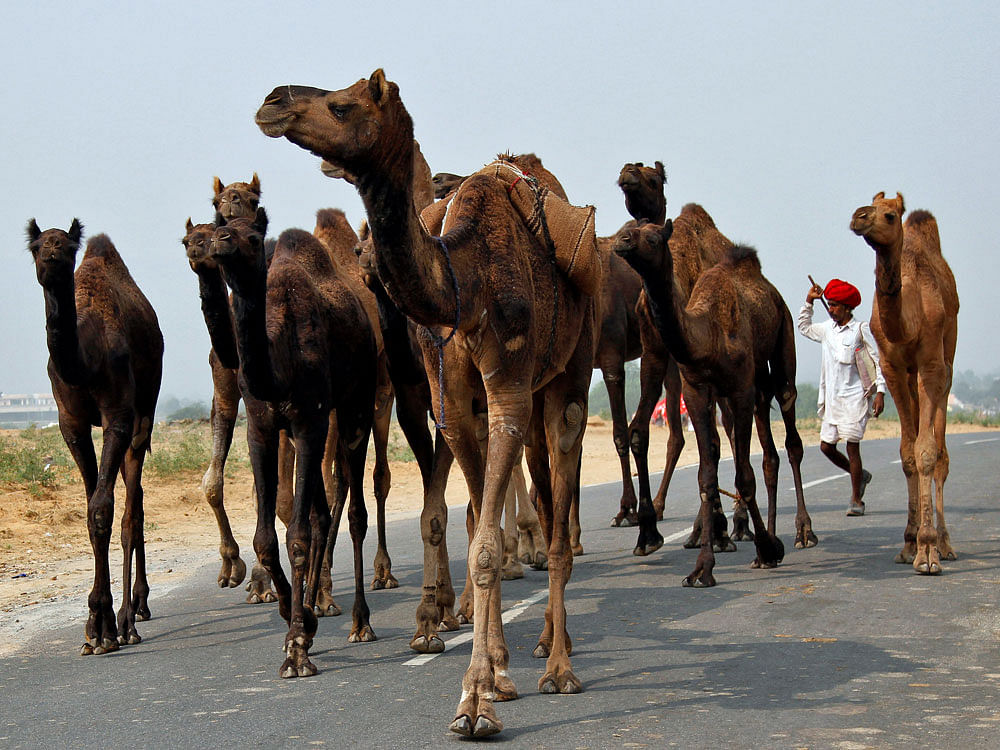 Camels were declared the state animal of Rajasthan in 2014. Reuters file photo.
