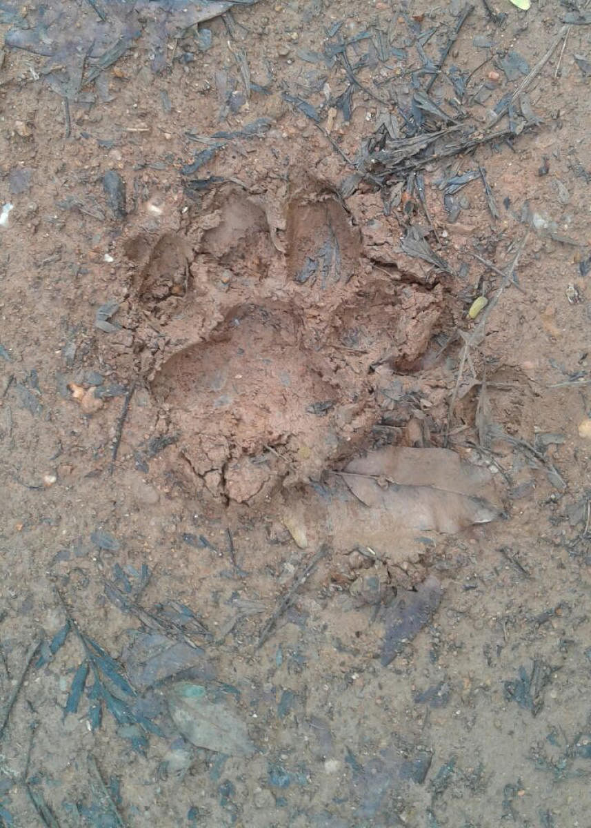 The pugmark of tiger at Beetikadu near Siddapura, Kodagu district.