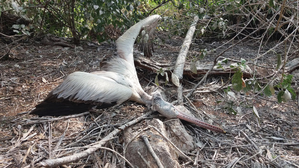Pelican deaths have caused concern among residents of Kokkarebellur Bird sanctuary. The people take great care of the birds. dh file photo