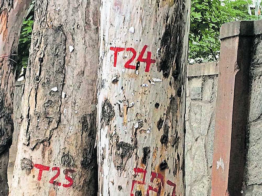 If the amendment is passed, 50 species of trees will lose legal cover as permission will no longer be needed to cut them down. file photo for representation.