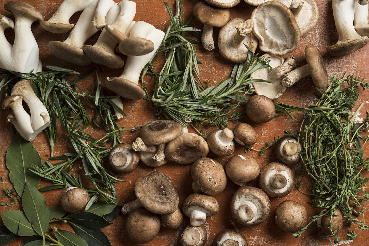 Mushrooms varieties (Evan Sung/The New York Times)