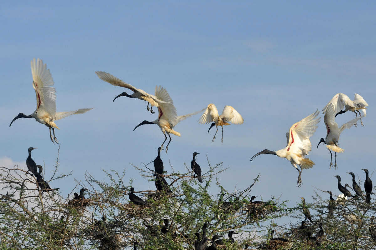 A flock of storks in Attiveri Bird Sanctuary.