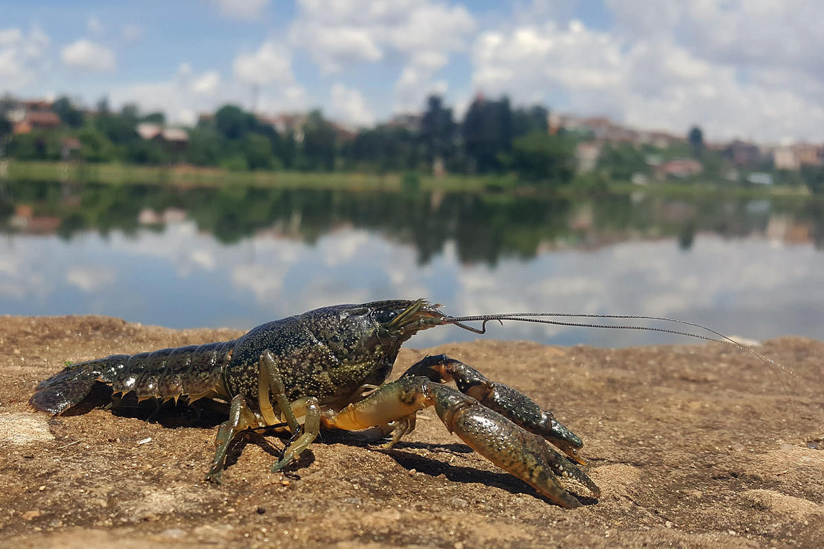 A marbled crayfish is a mutant species that clones itself, scientists report. Photo Credit: Ranja Andriantsoa via NYT