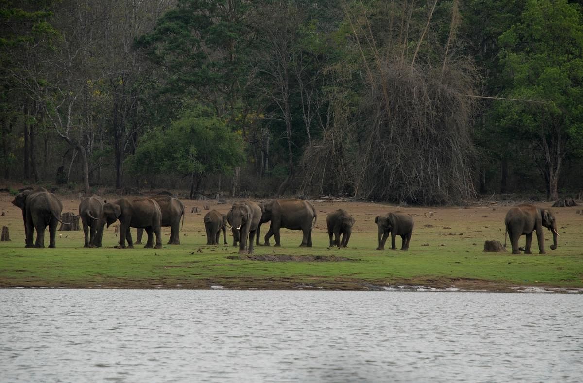 The researchers looked at two different seasons to see if they had any effect on the group size and social structure of female elephants. DH PHOTO