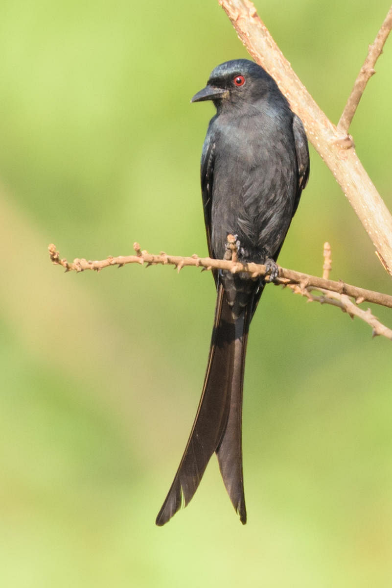 Ashy drongo sighted at Mangalore University campus during bird count.
