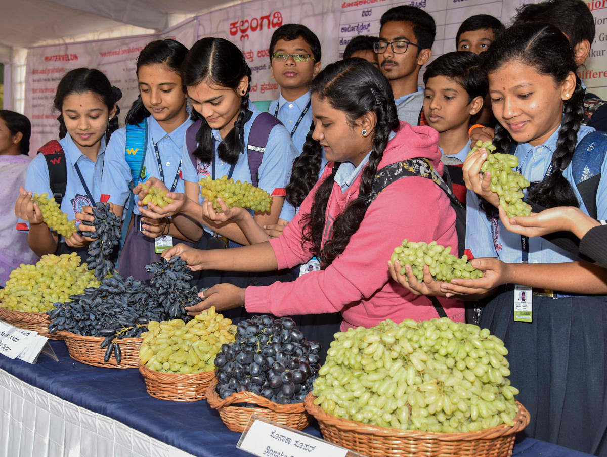 Students looking Grapes at Grape, Watermelon and Rare fruits mela, organised by HOPCOMS at Lalbagh in Bengaluru on Friday. Photo by S K Dinesh