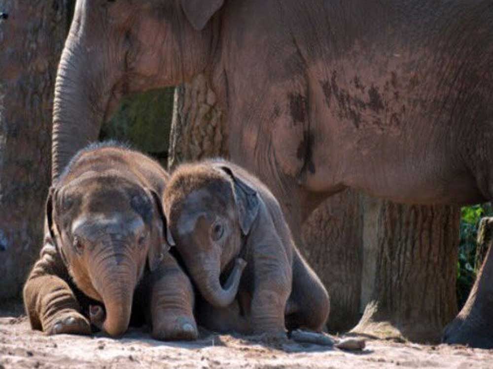 Mark Shand, the brother of Camilla Parker-Bowles wife of Prince Charles, had set up Elephant Family as a non-governmental organisation (NGO) dedicated to protecting the Asian elephant from extinction in the wild. Image courtesy Elephant Family. Org/Twitter
