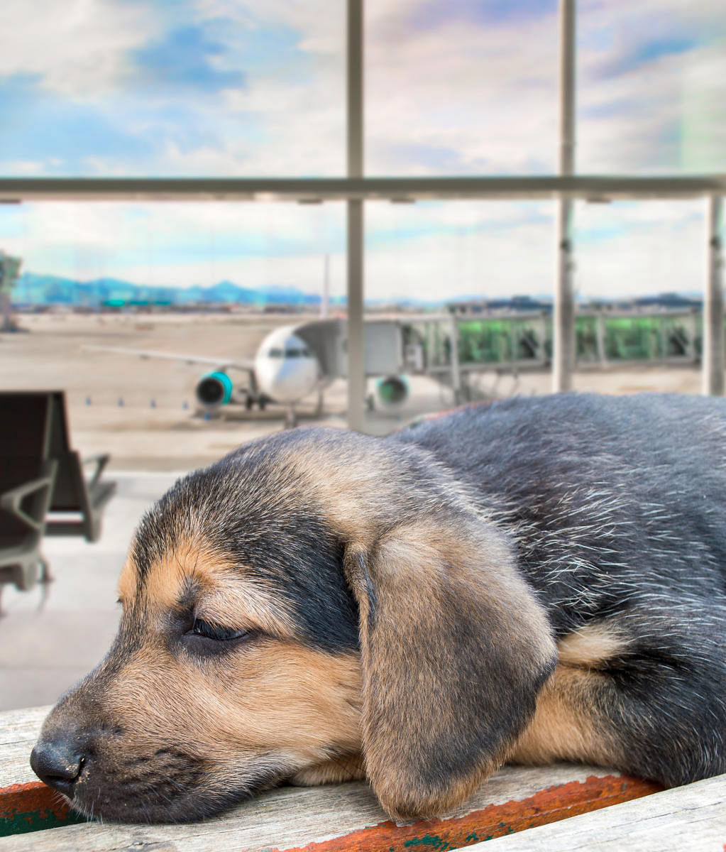 Paws at airport departure gates