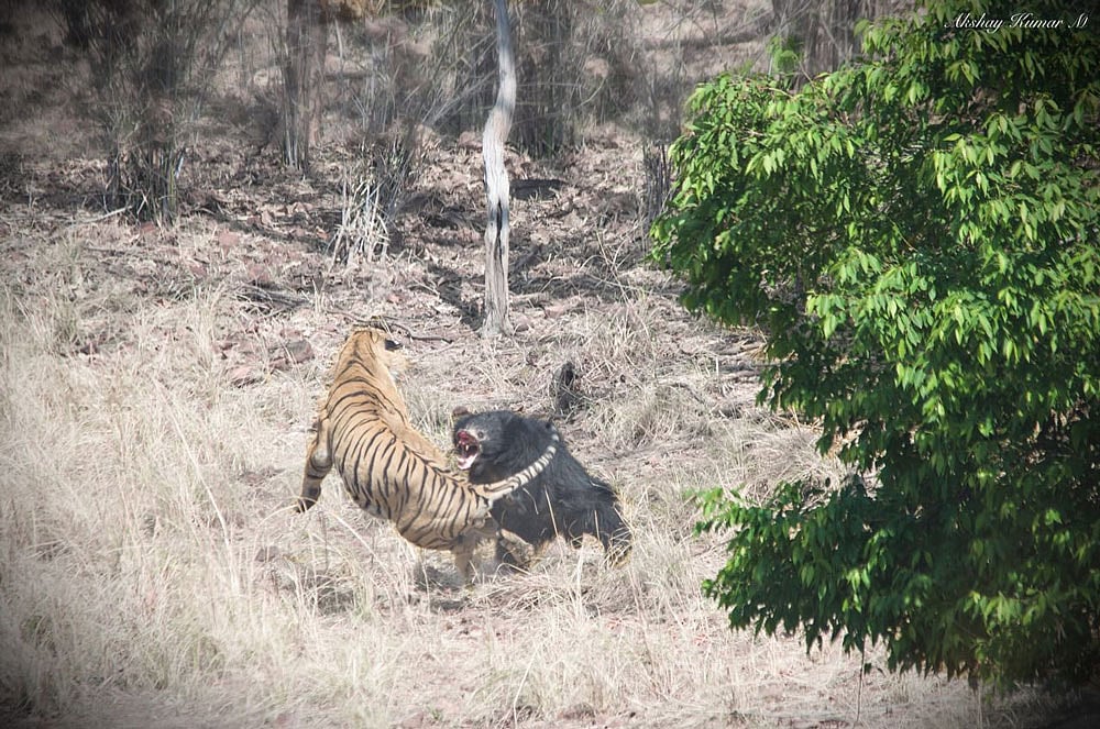 Rare video of Tiger vs Sloth Bear goes viral