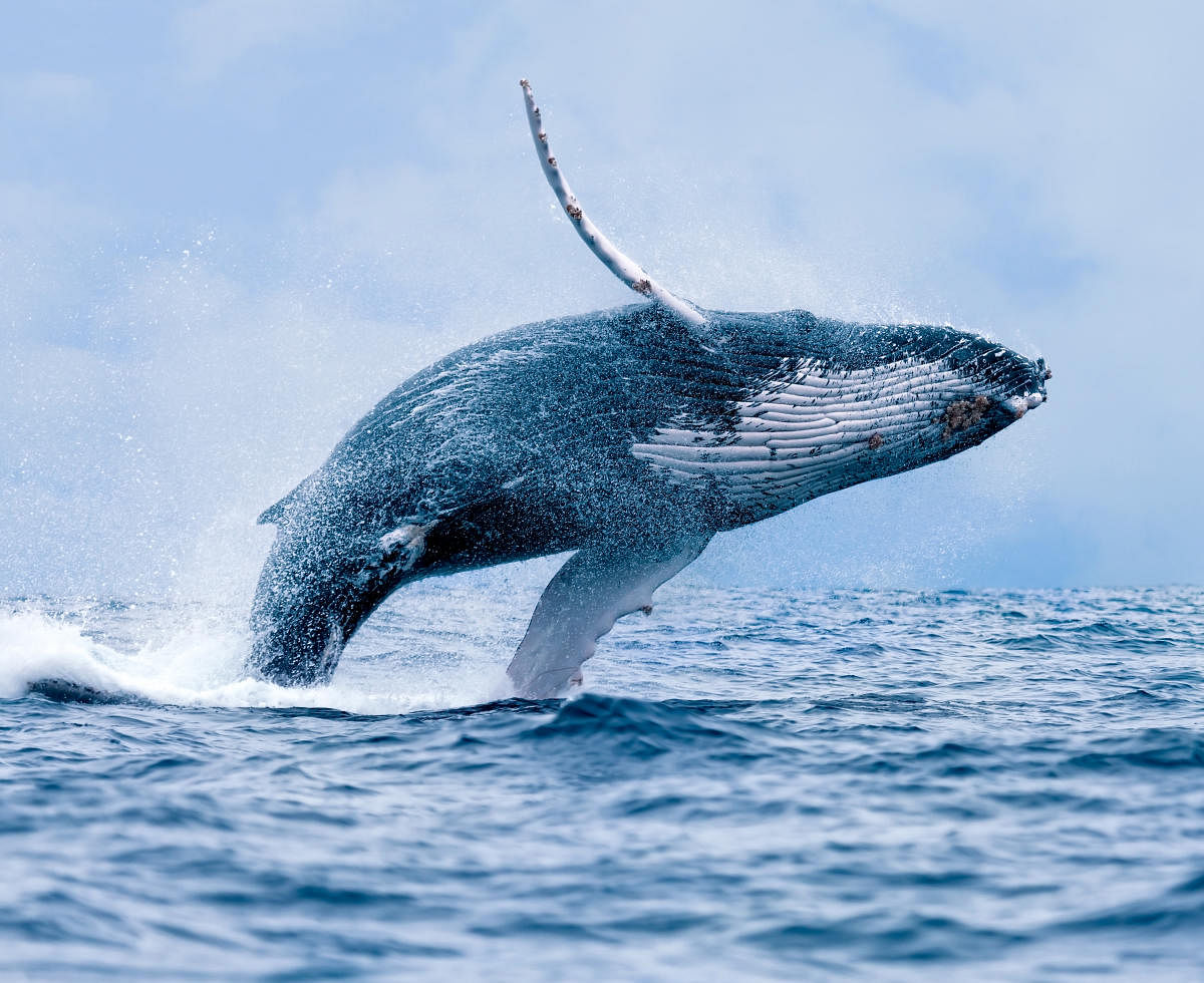 Whales overcome seasonal changes in their environment by moving annually with changing ocean conditions and prey densities.