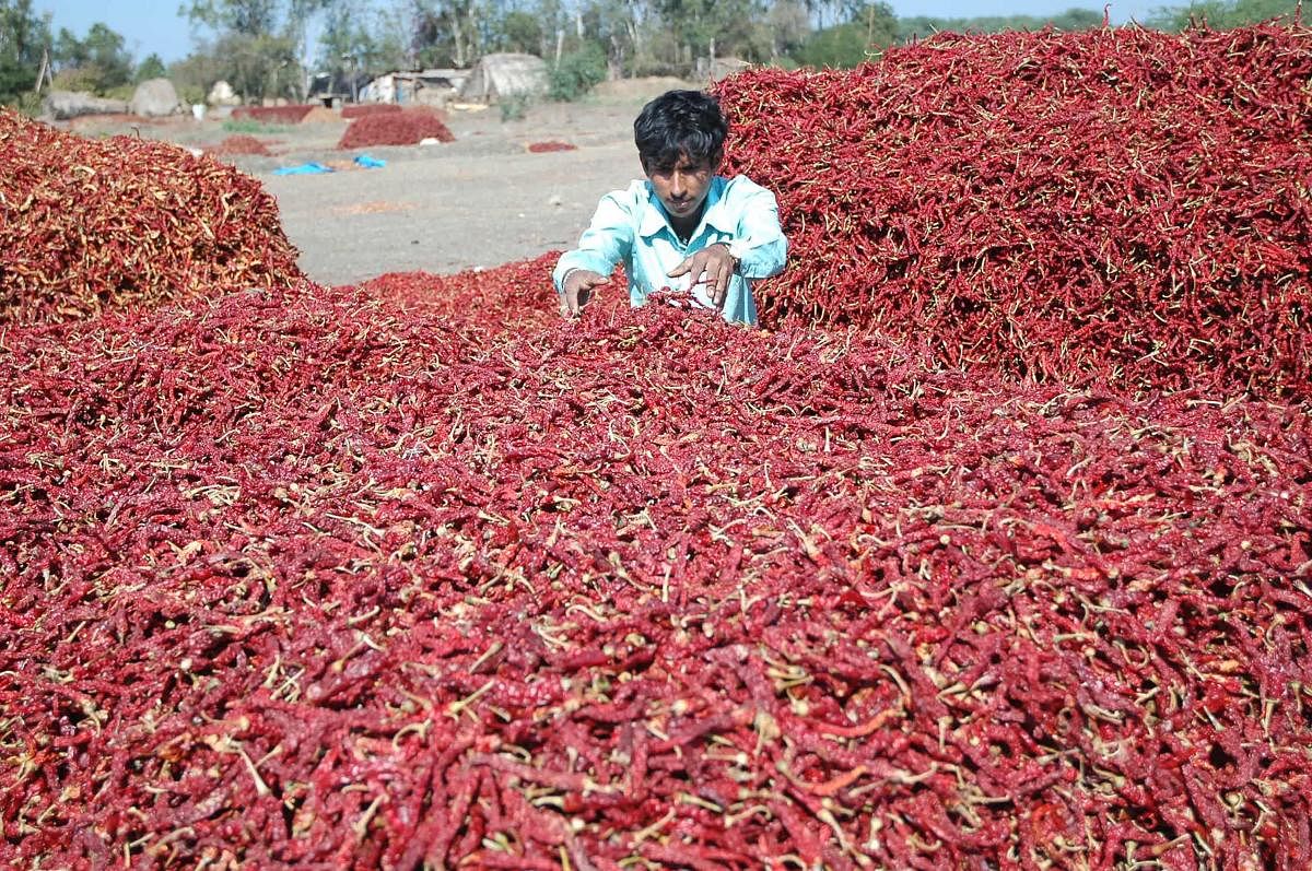 Byadagi chilli reaches the global market in various forms like dried whole chilli (with and without stem), chilli powder (ground and crushed), chilli paste, chilli seeds, chillies in brine, minced chillies, etc. DH Photo