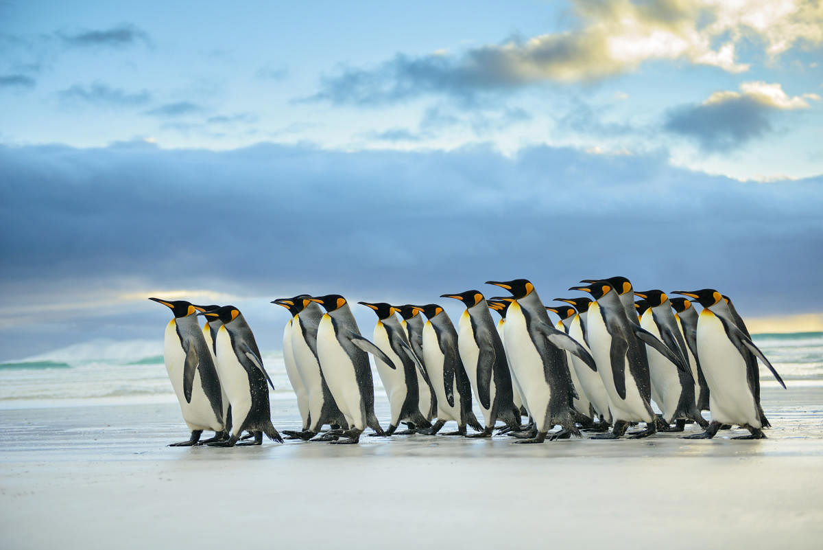 Environmental changes might affect the king penguins' breeding success in the coming decades.