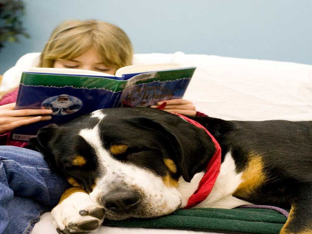 Researchers surveyed 246 students before and after they spent time in a drop-in therapy dog session. Image for Representation