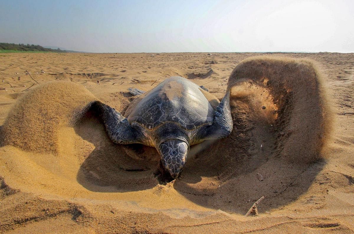 An olive ridley turtle makes nest to lay eggs during mass nesting at Rushikulya of Ganjam district. PTI file photo