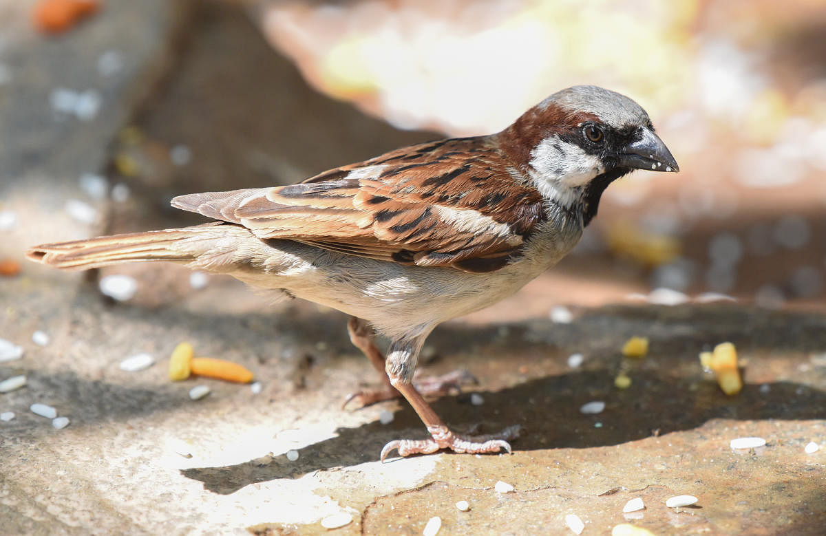 City's architects, apartments turning sparrow-friendly