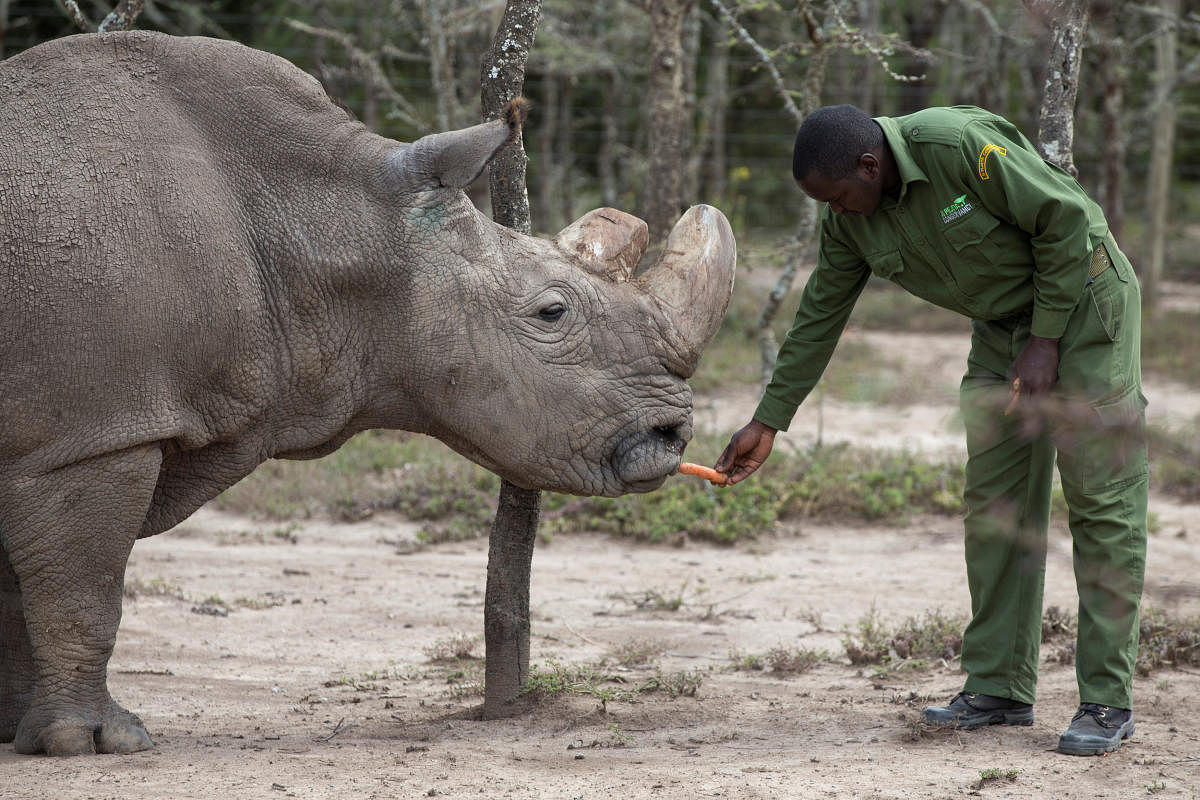 Sudan, the last male northern white rhino, has died in Kenya at the age of 45, after becoming a symbol of efforts to save his subspecies from extinction. Reuters File photo