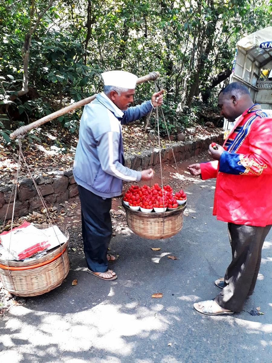 Strawberries sold in paper pockets in Mahabaleshwar.Photo by author