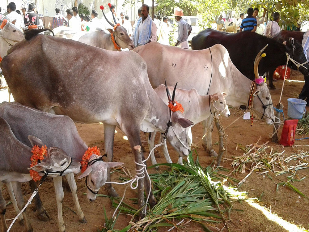 The ears of these bovines are being tagged with UID numbers as part of an ambitious scheme of the National Dairy Development Board (NDDB). DH file photo for representation.