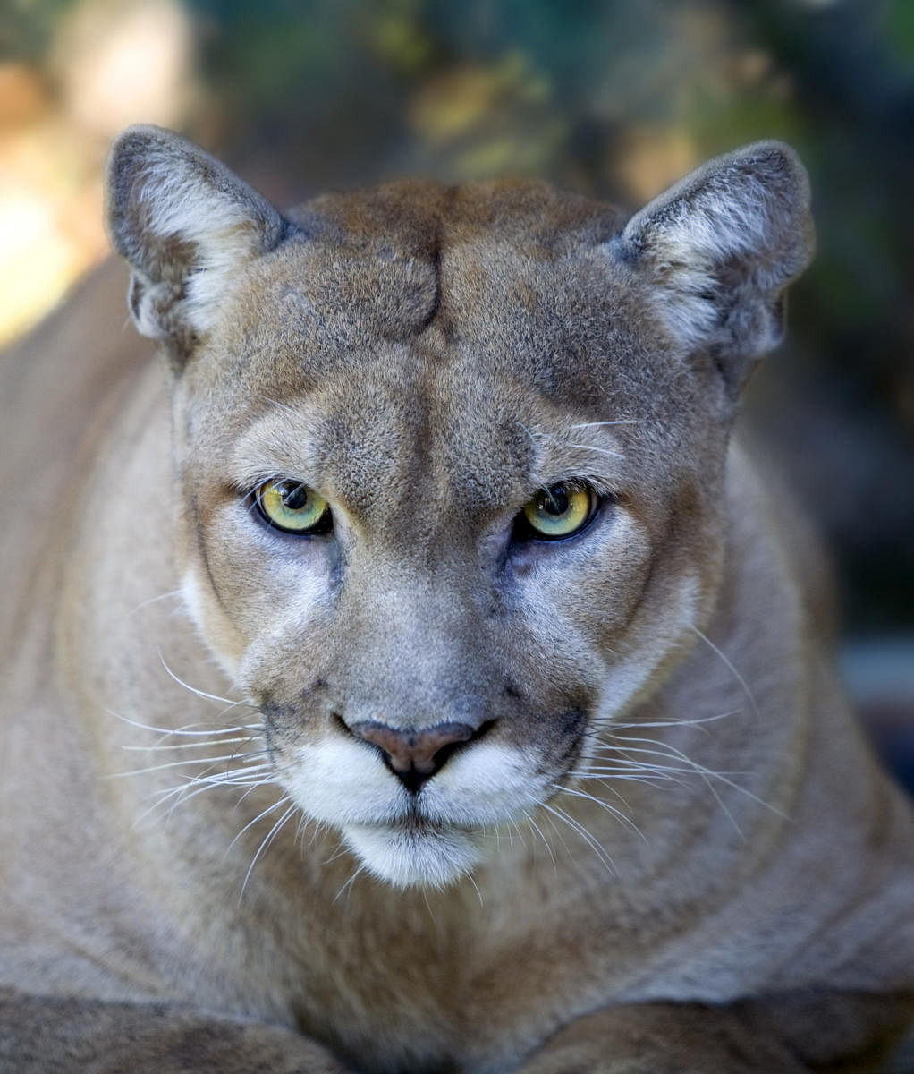 Large carnivores such as the jaguar, puma, Eurasian lynx, striped hyena, grey wolf and cheetah are at risk of extinction. PHOTO CREDIT: UNITED STATES FISH AND WILDLIFE SERVICE &amp; ERIC KILBY/NYT