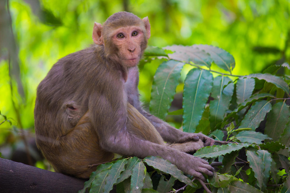 The rhesus macaque's diet drastically changes when they have access to food provided by humans.